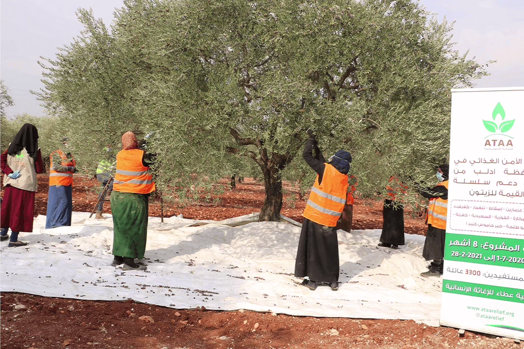 قطاف الزيتون