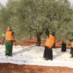 Ataa Association begins picking olives