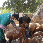 Ataa Association launches livestock project in northern Syria