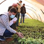Ataa launches the vegetable support chain project in northern Syria